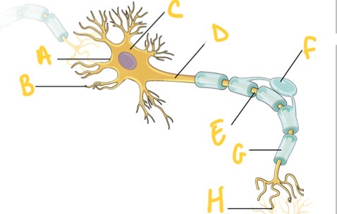 <p>What type of neuronal cell is this ? And what is its function?</p>