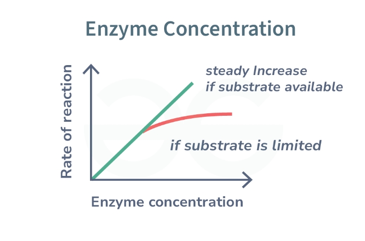 <p><span style="color: red;">Describe </span>and <span style="color: purple;">explain </span>how enzyme concentration effects the rate of enzyme controlled reactions, using the graph below</p>