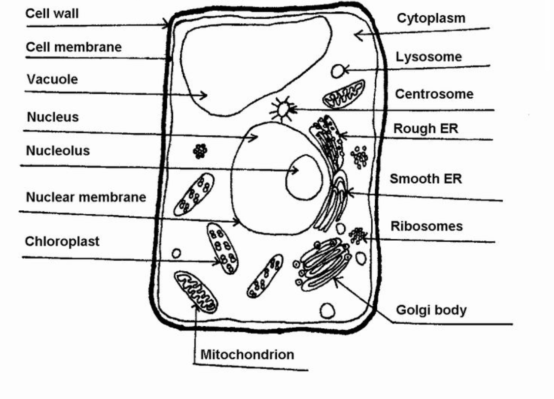 <p>A cell wall is a rigid outer layer that provides structural support and protection to plant cells, fungi, and some bacteria.</p>