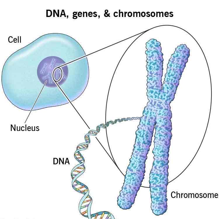 <p>DNA (deoxyribonucleic acid)</p>