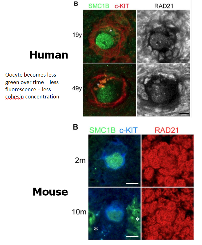 <p>use fo immunostaining demonstrates decline in cohesins (Rec8 and SMC1B) as oocytes age in human and mice </p><ul><li><p>oocyte becomes less green over time = less fluorescence = less cohesin concentration </p></li></ul><p></p>