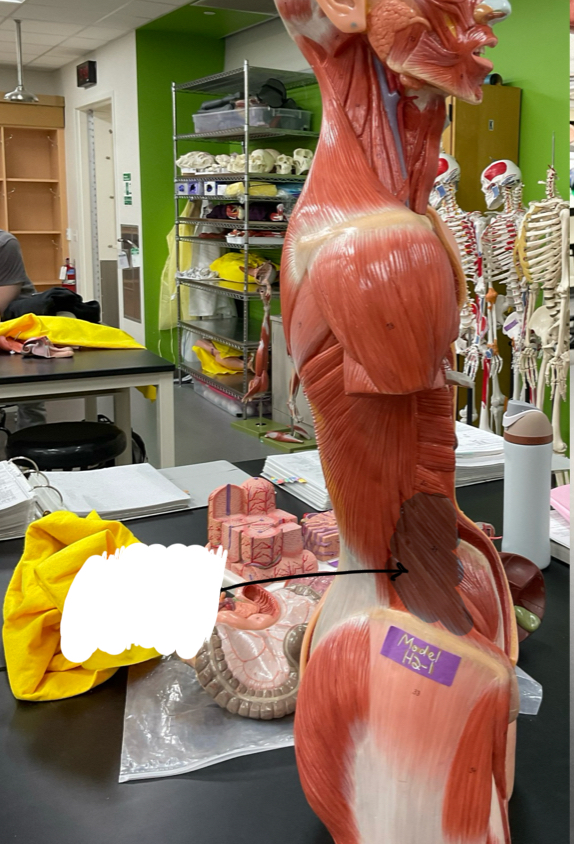 <p>What is this muscle</p>