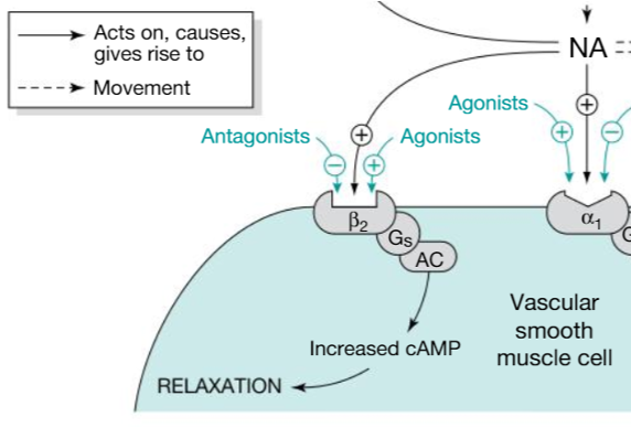 <ul><li><p><span style="font-family: Arial; font-size: 24px;">Bind to the ß2 adrenoceptor</span></p></li><li><p><span style="font-family: Arial; font-size: 24px;">G Protein-Couple receptor mediated activation of Adenylate Cyclase</span></p></li><li><p><span style="font-family: Arial; font-size: 24px;">Increase Cyclic AMP (cAMP)</span></p></li><li><p><span style="font-family: Arial; font-size: 24px;">Activation of Protein Kinase A (PKA)</span></p></li><li><p><span style="font-family: Arial; font-size: 24px;">Smooth muscle relaxation (dilation of bronchioles)</span></p></li></ul><p></p>