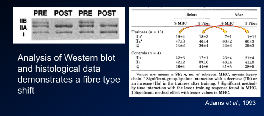 \-extra note: there is some circumstances where there is changes from type 2 to type 1, but depends on person and less research on this 

\-there is more consistency with evidence of fibre shifting within the type 2 type, so shifting from Type 2b to 2a

\-western blot data shows that there is shift from 2b to 2a from pre and post training, but little change in type 1

\-this was in training that is more endurance resistance training (low weight high rep)

* **power lifters would want to generate most power and so train 2x fibres, but resistance training without any explosice movement may result in type 2x to type 2a shift** 

\-study also did histology count of fibres, we see there is drop in % of type 2b and increase in 2a (no change like this in untrained)