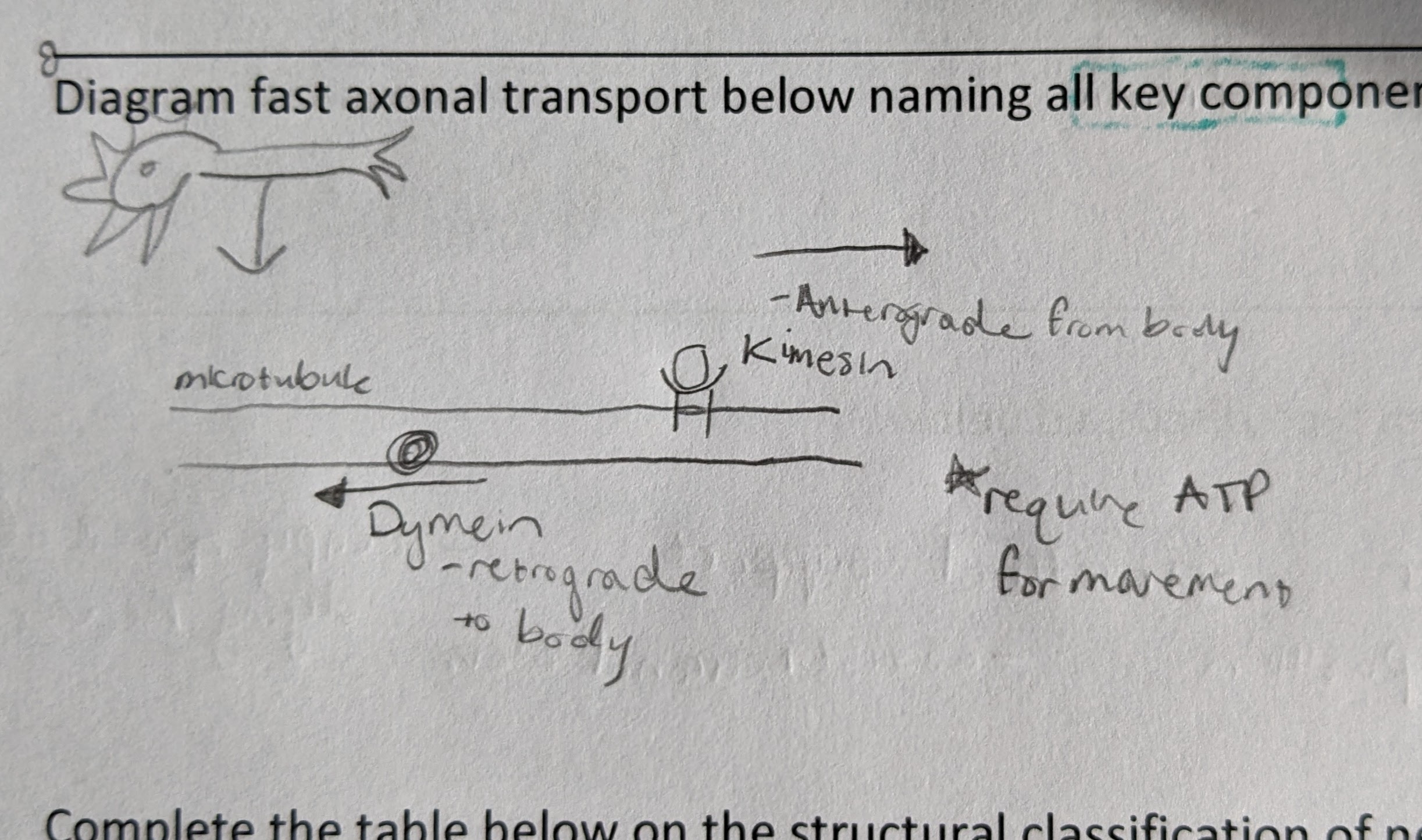 <p>Kinesin = anterograde</p><p>Dynein = retrograde</p><p>*both require ATP</p><p>-move 400mm per day</p>
