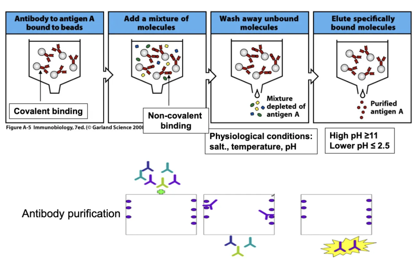 <p>can purify antigen or antibody</p><p>antigen bind covalently to beads, binding needs to be covalent, antigen won’t be able to separate</p><p>non-covalent binding</p><p>elute: change pH or salt concentration</p><p>non-covalent binding is explore with this method</p>