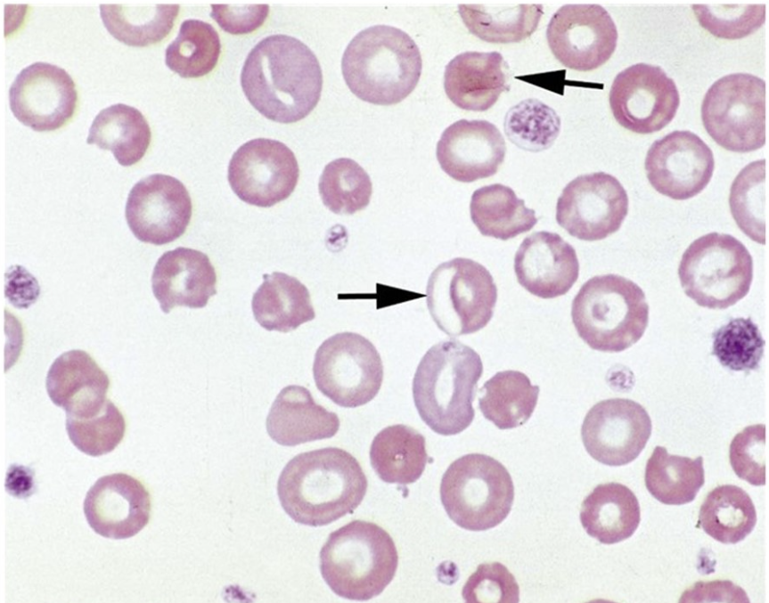 <p>Which term is LEAST applicable to the<em> population</em> of cells below?</p>