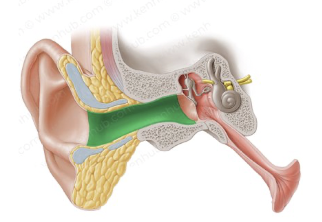 <p>What part of the outer ear is in green?</p>