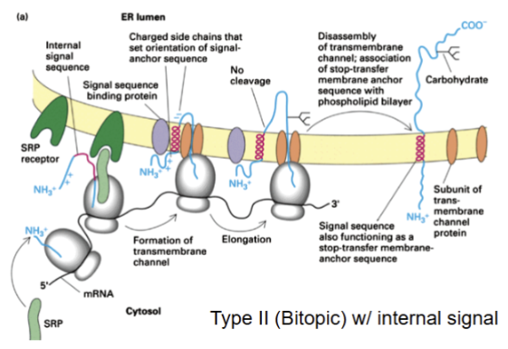 <p>( C terminus in ER lumen and one membrane spanning domain) signal sequence as functions as stop-transfer membrane anchor sequence</p>