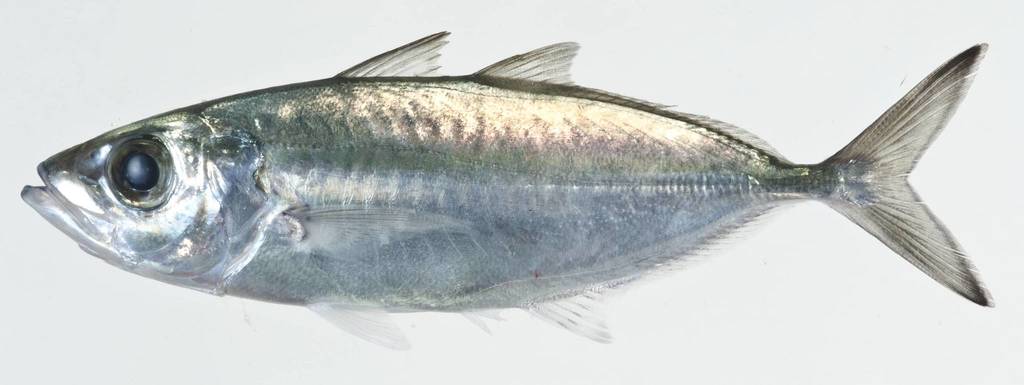 <p>Very disproportionate big eye</p><p>metallic bluish to bluish green dorsal color with silver below</p><p>Small black blotch on opercular margin</p><p>Scutes only on rear lateral line</p>