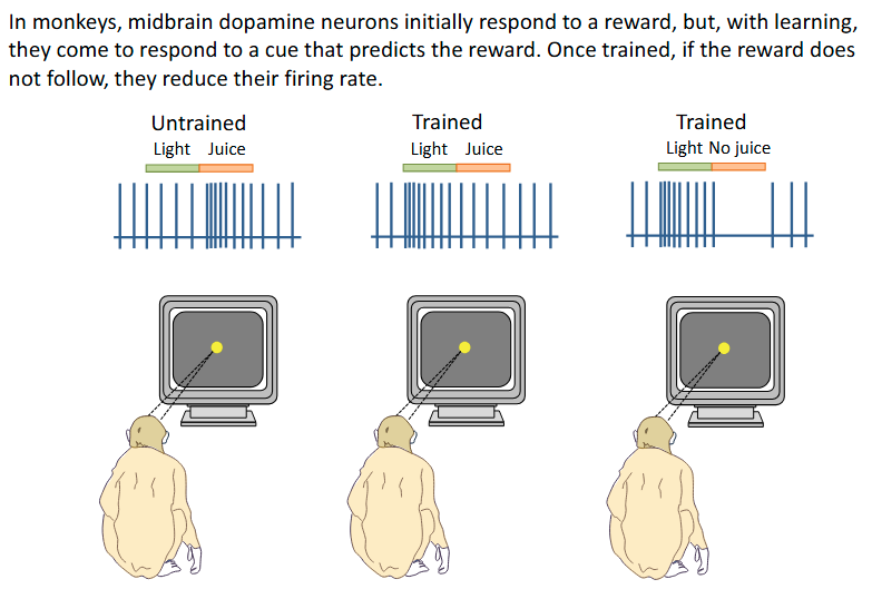 <p>After some time, the dopamine fires in response to the light</p><ul><li><p>Habit learning, not declarative </p></li></ul><p></p>