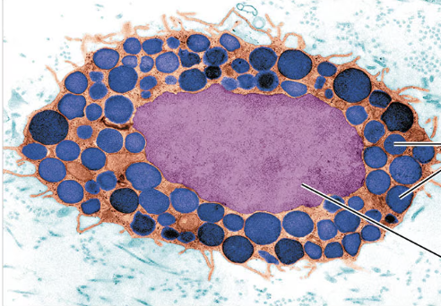 <p>what type of connective tissue cell is seen in this picture?</p>