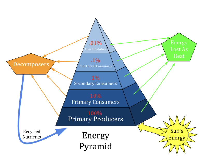 <ul><li><p>Only about 10% of the energy available at one trophic level is transferred to the next trophic level</p></li><li><p>As you move up the food chain, only a small fraction of the energy from the lower trophic levels is passed on</p></li></ul><p></p>
