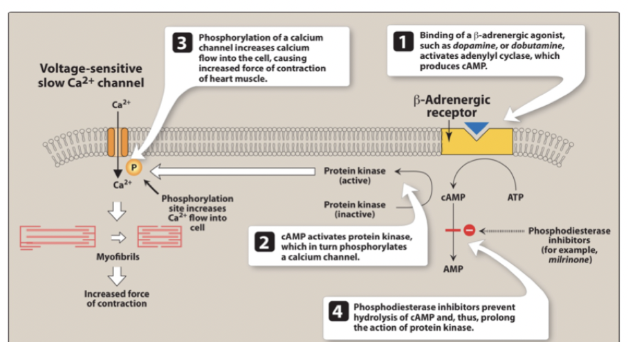 <p><strong>Beta-1-agonister</strong>: Binder beta-1-receptorer → ökar cAMP och Ca<sup>2+</sup> → ökad kontraktionskraft. </p><p><strong>PDE3-hämmare</strong>: minskar nedbrytning av cAMP → ökad Ca<sup>2+</sup> → ökad kontraktionskraft. </p><p><u>Användning</u>: Endast kortsiktigt vid akut hjärtsvikt eftersom det ger risk för arytmier. </p>