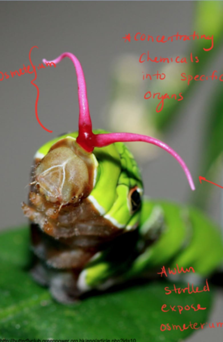 <p>defensive organ of caterpillars that emits odorous chemicals "Smelly horn" (chemical defense)</p>