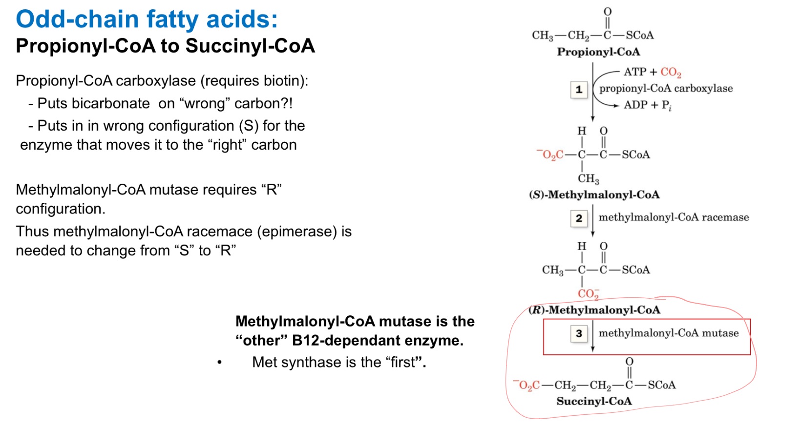 <ul><li><p>Clears odd chain FAs<br>(methylmalonyl-CoA —> Succinyl-CoA)</p></li><li><p>if no B12, buildup —> toxic</p></li></ul><p></p>