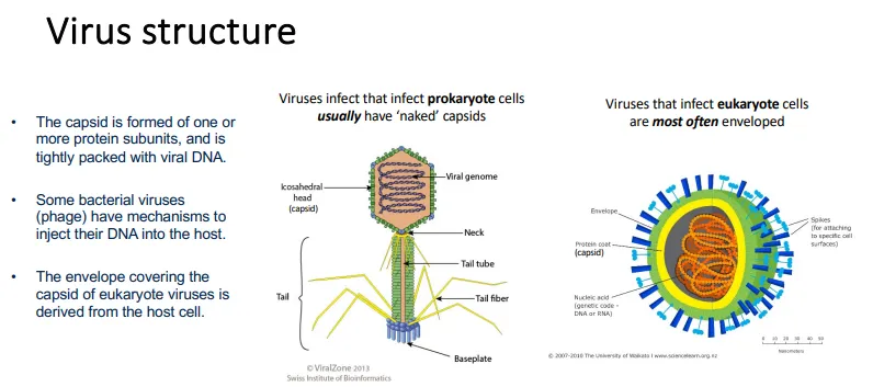 <ul><li><p>tightly packed viral DNA/RNA is surrounded by a protein capsid </p></li><li><p>viruses that infect eukaryotic cells normally have an envelope around the capsid (derived from the host cell) and spikes to attach to specific cell surfaces</p></li><li><p>whereas viruses that infect prokaryotes normally have a ‘naked’ capsid</p></li><li><p>some viruses, bacteriophages, have mechanisms to inject their viral genome into the host</p></li></ul><p></p>