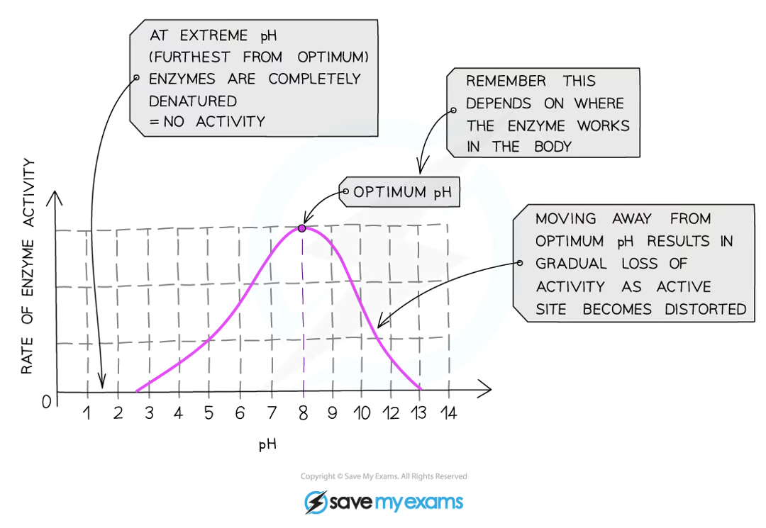 <ul><li><p>if the pH is <strong>too high or too low</strong>, the bonds that hold the amino acid chaintogether can be <strong>disrupted/destroyed</strong></p></li><li><p>this <strong>changes the shape of the active site</strong>, so the <strong>substrate can no longer fit </strong>into it, reducing the rate of reactivity</p></li><li><p>moving too far away from the optimum pH will cause the enzyme to <strong>denature </strong>and activity will stop</p></li></ul><p></p>