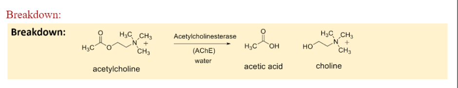 <p>Acetylcholinesterase and water break Ach into acetic acid + Choline</p>