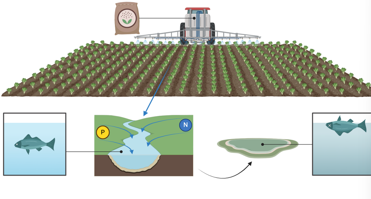 <p>Process by which a body of water becomes overly enriched with nutrients (N and P), often due to runoff from agriculture and sewage</p><p></p><p>Effects:</p><ul><li><p>excessive algae growth</p></li><li><p>oxygen depletion (hypoxia)</p></li><li><p>death of aquatic life </p></li><li><p>poor water quality and bad odors</p></li></ul><p></p><p>Worlds largest hypoxic zone:</p><ul><li><p>Gulf of Mexico dead zone</p></li><li><p>harm to shrimping industry and kills fish</p></li></ul><p></p>