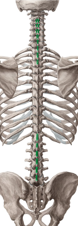 <p>Interspinales insertion</p>