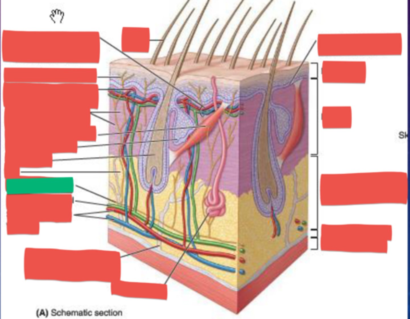 knowt flashcard image