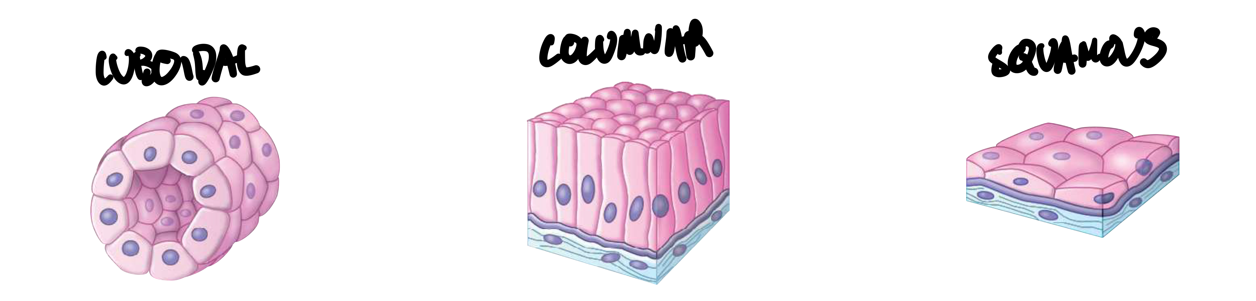 <ul><li><p>Squamous epithelium, which is flattened, having most contact for each cell with basement membrane out of all epithelia, specialized for diffusion.</p></li><li><p>Cuboidal epithelium, which is cube-shaped, specialized for absorption and secretion of intestine.</p></li><li><p>Columnar epithelium, which is elongated and column-shaped, specialized for sideways expansion when a cell is destroyed.</p></li></ul>