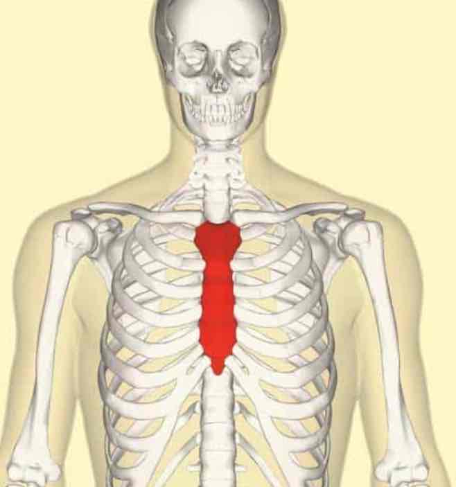 <p><span>The area directly superficial to the sternum or breastbone</span></p>