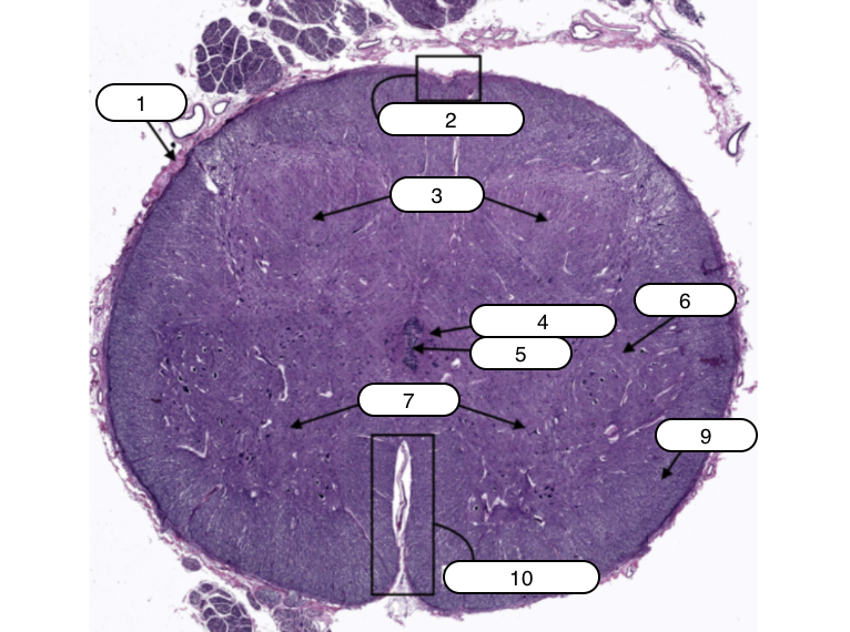 <p>Identify the structure labeled #6</p>