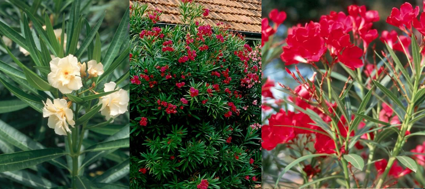 <p>Oleander</p>