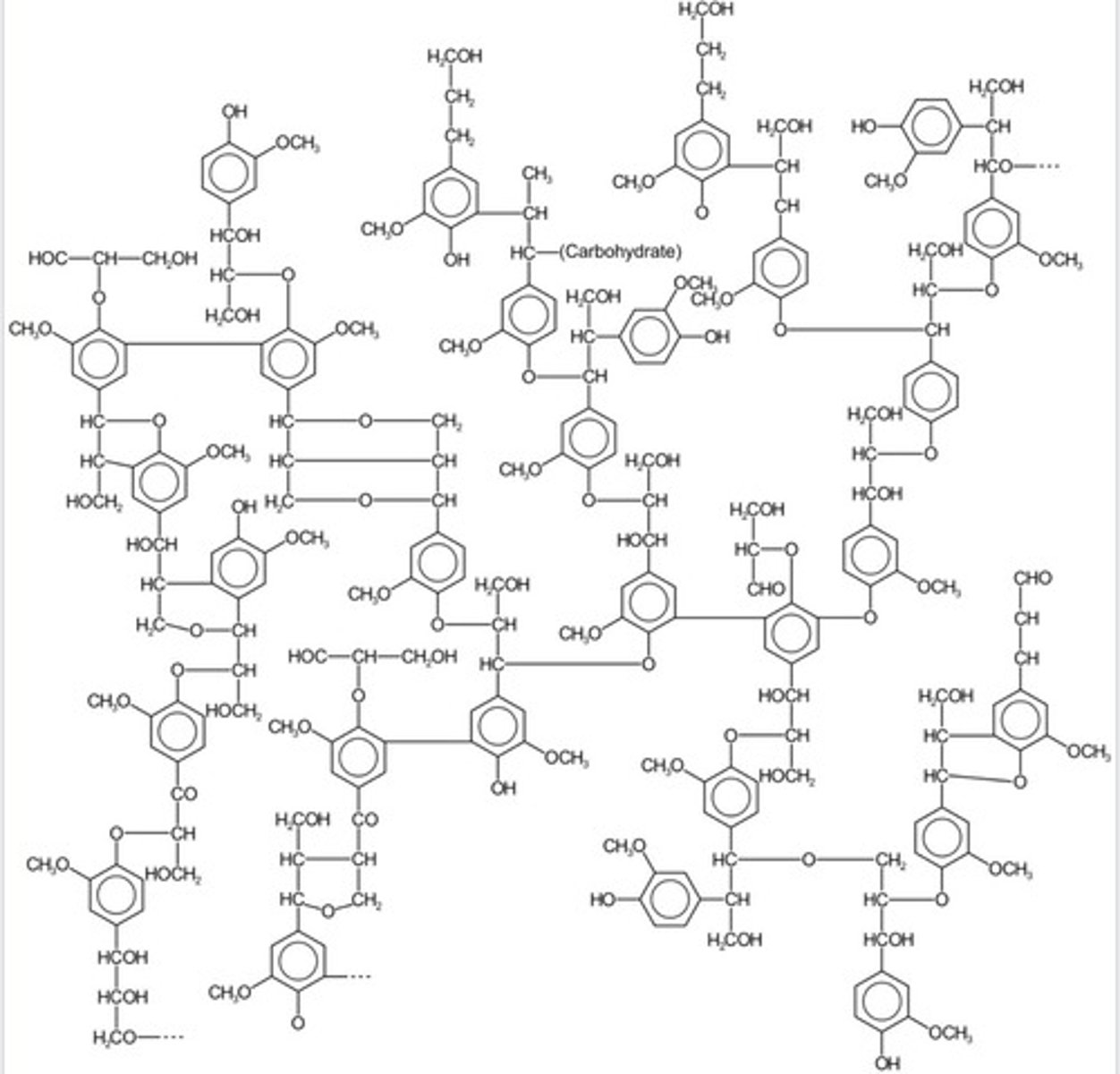 <p>Rigid substance found in secondary cell walls.</p>
