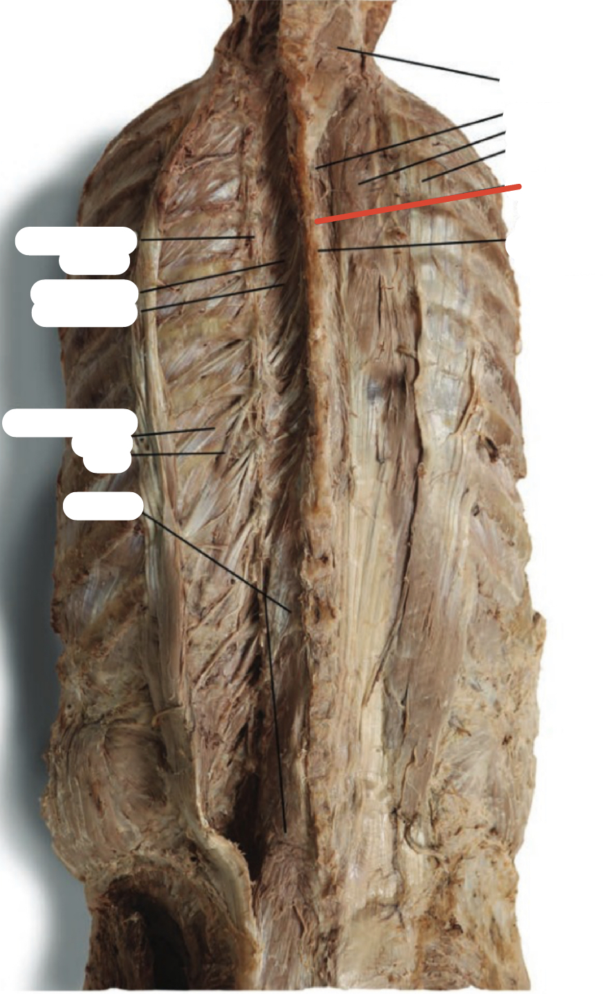 Identify the structure (red line)