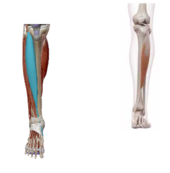 <p><span>M. Tibialis Anterior </span></p>