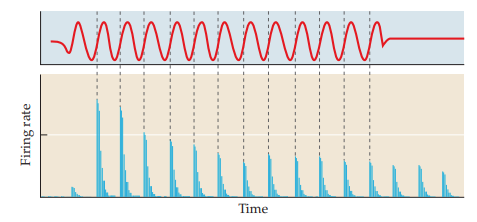 <p>firing of a single neuron at a distinct point in the sine wave at a given frequency</p>