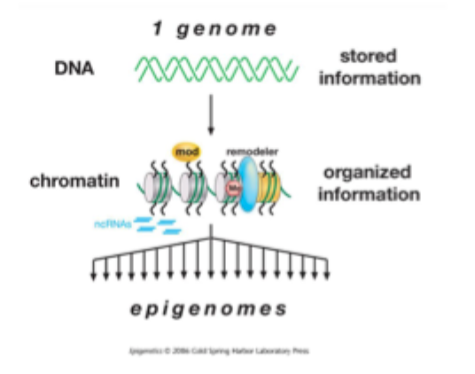 <p>The DNA sequence of an individual is invariant and stores the genetic information </p><p>Chromatin, in contrast can vary according to cell type, and in response to internal and external signals it recieves </p><p>Diversification of the epigenome occurs during development in multicellular organisms</p><p>Epigenome: the overall epigenetic state of a cell </p>
