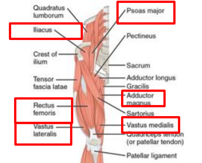 <p>rectus femoris</p><p>vastus medialis</p><p>vastus lateralis</p><p>vastus intermedius</p>