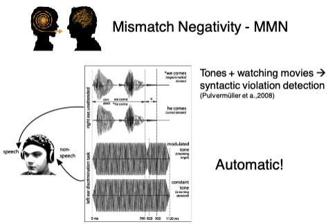 <p><strong>AUTOMATIC!</strong></p><p>Syntactic Violation Detection → <strong>Study</strong>: Pulvermüller et al. (2008)</p><p class=""><strong>Finding</strong>:</p><ul><li><p class=""><strong>Mismatch Negativity (MMN)</strong> occurs <strong>automatically</strong> in response to <strong>syntactic violations</strong></p></li><li><p class="">Even when participants were <strong>watching movies + hearing tones</strong> (i.e., not focused on the language task)</p></li></ul><p></p><p class=""><strong>Conclusion</strong>:</p><ul><li><p class=""><strong>Syntactic processing can be automatic</strong>, detected <strong>without attention</strong></p></li></ul><div data-type="horizontalRule"><hr></div><p><span data-name="test_tube" data-type="emoji">🧪</span> <strong>Study: Pulvermüller et al. (2008)</strong> <span data-name="brain" data-type="emoji">🧠</span> What did they study? </p><ul><li><p>Whether the brain <strong>automatically detects syntactic violations</strong> — <em>even when you're not paying attention to the language</em>.</p></li><li><p>Participants were <strong>distracted</strong> (watching a silent movie + listening to tones).</p></li><li><p>Meanwhile, <strong>grammatical and ungrammatical sentences</strong> were played in the background.</p></li></ul><p> </p><p><span data-name="bullseye" data-type="emoji">🎯</span> <strong>Key Finding:</strong> </p><ul><li><p>The brain showed a <strong>Mismatch Negativity (MMN)</strong> in response to <strong>syntactic violations</strong>.</p></li><li><p>MMN is an ERP component that usually reflects <strong>pre-attentive change detection</strong> — the brain’s way of noticing when something <em>violates a rule or expectation</em>.</p></li></ul><p> </p><figure data-type="blockquoteFigure"><div><blockquote><p>MMN showed up even when participants were <strong>not focused on the language at all</strong>.</p></blockquote><figcaption></figcaption></div></figure><p> </p><p><span data-name="mag" data-type="emoji">🔍</span> <strong>Conclusion:</strong> </p><p><span data-name="check_mark_button" data-type="emoji">✅</span> <strong>Syntactic processing can happen automatically.</strong><br><span data-name="check_mark_button" data-type="emoji">✅</span> The brain can <strong>detect grammatical errors</strong> <em>without conscious attention</em>.<br><span data-name="no_entry_sign" data-type="emoji">🚫</span> This differs from <strong>semantic processing</strong> (like the N400), which <strong>does require a certain level of input clarity or attention</strong> (as we saw earlier with degraded speech).</p>