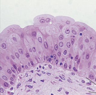<ol><li><p><strong>Name the tissue type</strong></p></li><li><p><strong>Name the cell type</strong></p></li><li><p><strong>Know where it is found in the body</strong></p></li><li><p><strong>Know its function.</strong></p></li></ol><p></p>