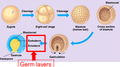 <p><strong>Parazoa</strong> and <strong>Eumetazoa</strong>.</p>