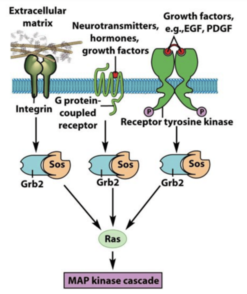 <p>signals transmitted from a GPCR, integrin receptor, and a RTK all converge on RAS, activating the MAP kinase cascade</p>