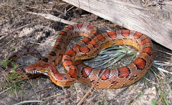 <p><span>A fairly large — 76-122 cm (30 – 48 in) — relatively slender snake that is orange, reddish brown, brown, or gray with 27-40 squarish black-margined brown or reddish blotches. The belly is checkered with white and black markings, resembling a piano keyboard or Indian corn. Other distinguishing characteristics include a spear-shaped blotch on top of the head, pointing toward the nose, black stripes on either side of the bottom of the tail, smooth scales, and a stripe extending from the back of the eye past the corner of the jaw.</span></p>