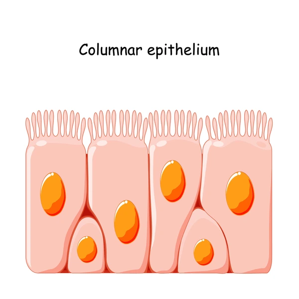 <ul><li><p>transport substances e.g. mucus in bronchi</p></li><li><p>cilia move and sweep substances</p></li><li><p>columnal</p></li></ul><p></p>