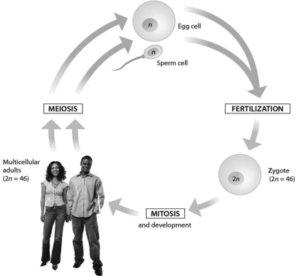 <p>this diagram of the human life cycle shows that:</p>