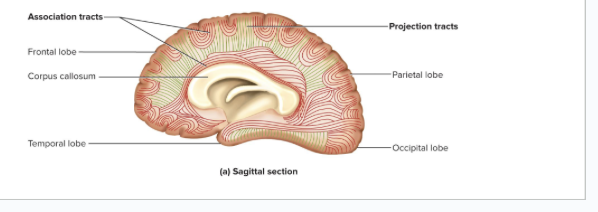 <p>connect different regions within the same cerebral hemisphere</p>
