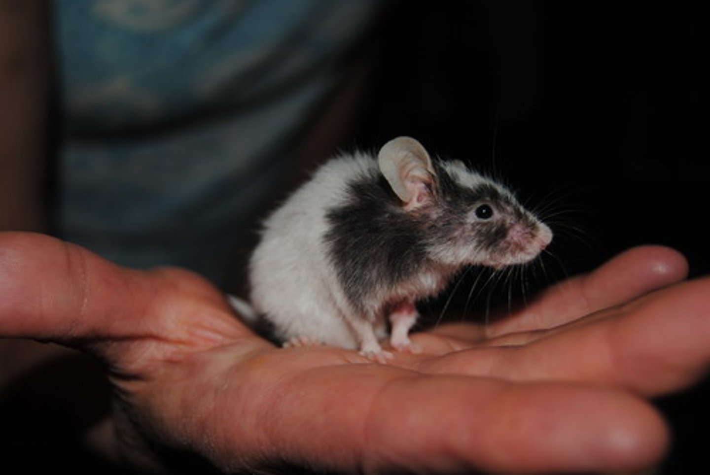 <p>mouse/rat</p>