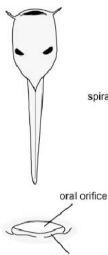 <ul><li><p><span>no keratinous mouthparts</span></p></li><li><p><span>paired spiracles</span></p></li><li><p><span> mouth with barbels</span><br><span>(some) </span></p><p></p></li><li><p><span>Pipidae and</span><br><span>Rhinophrynidae</span></p></li></ul><p></p>
