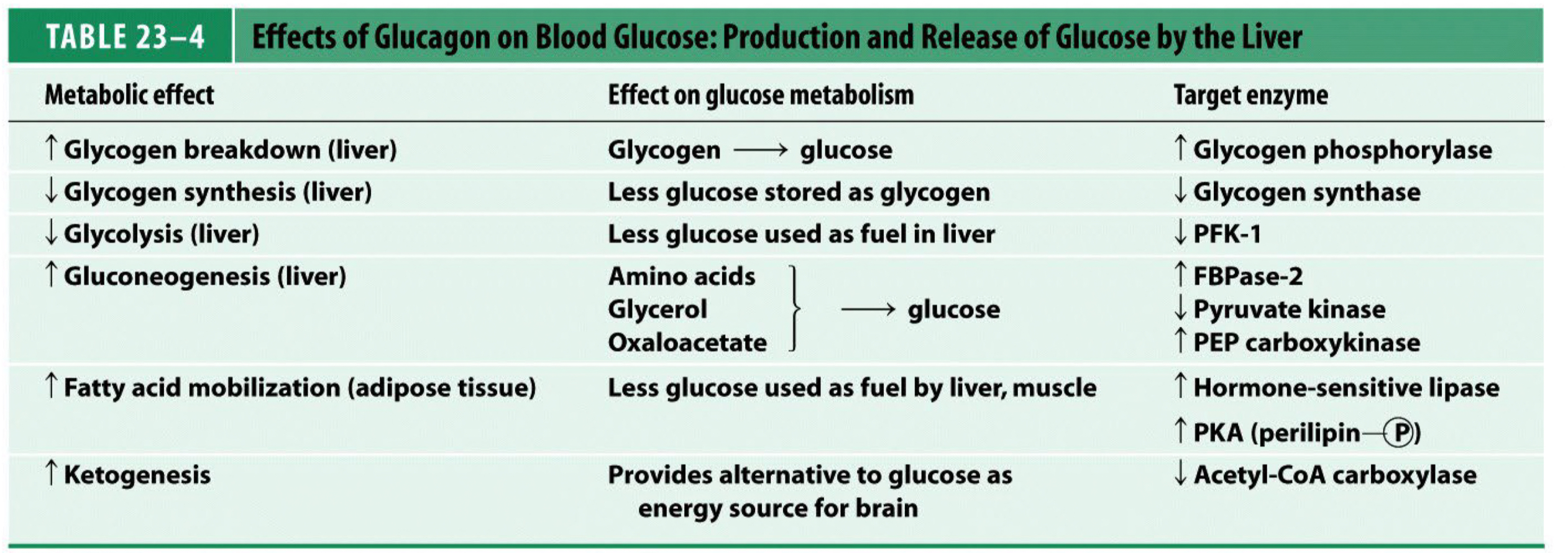 <ul><li><p>Glucagon promotes glycogen breakdown (glycogenolysis) and stimulates gluconeogenesis, which raises blood glucose.</p></li><li><p>Maintains glucose homeostasis during fasting.</p></li></ul>
