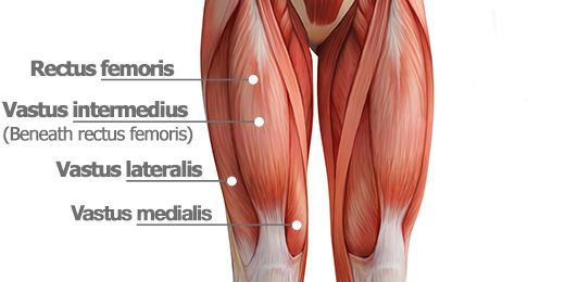 <p>a large muscle group that includes the four prevailing muscles on the front of the thigh. Main extensor of the knee joint</p><p>composed of rectus femori, vastus intermedius (middle), vastus lateralis, vastus medialis</p>
