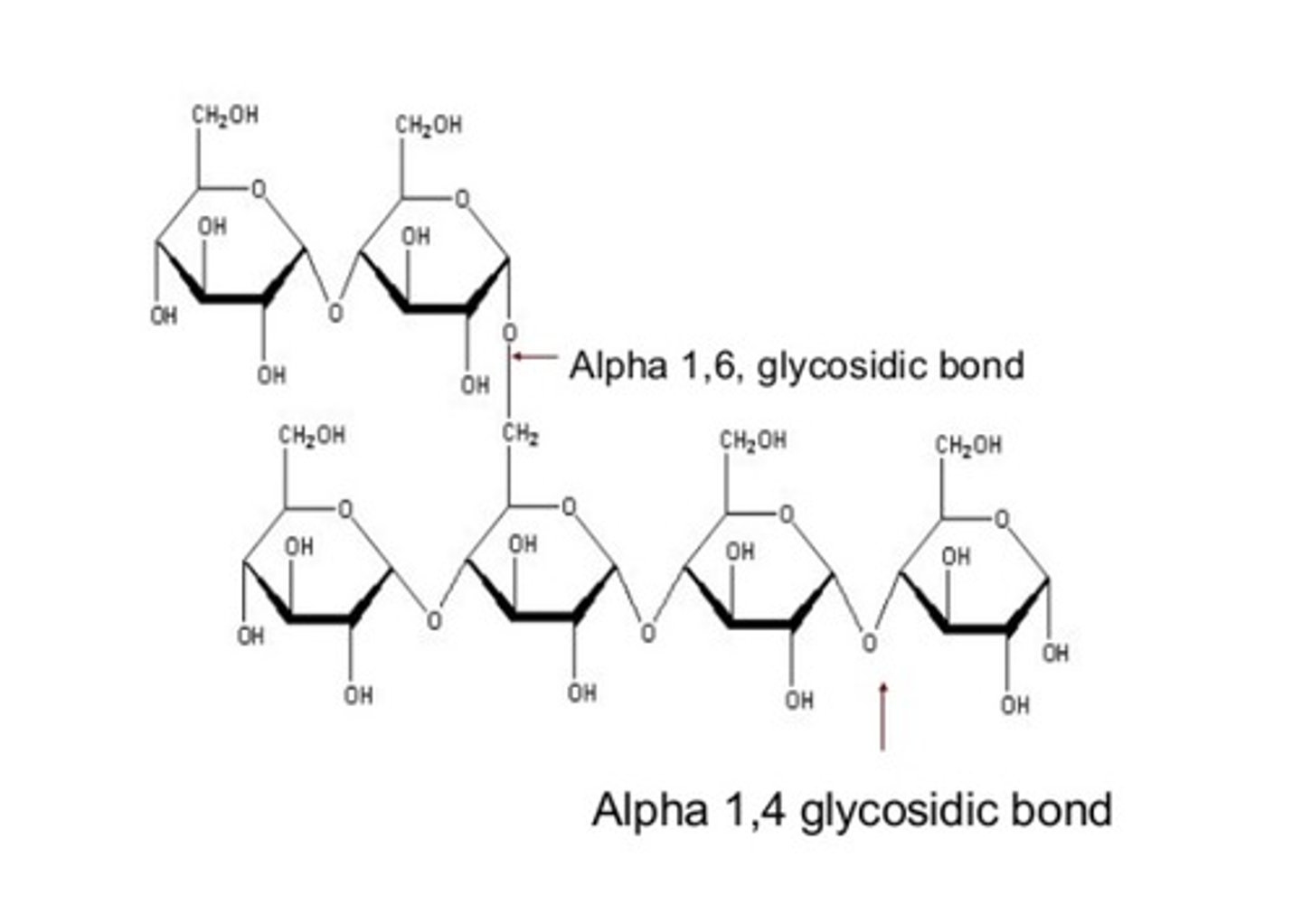 <p>- Type of bond for glycogen branching</p><p>- connects the saccharides up and down, instead of left and right</p>