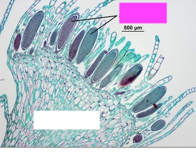 <p>What are the arrows by the pink box pointing to?</p>